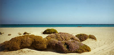 Grecia - Isola di Gavdos